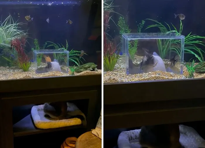 Sinceramente, ¿a quién se le ocurrió la brillante idea de darle a un gato una vista de 360° de un acuario?