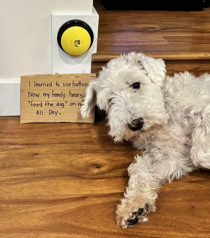 I Learned To Use Buttons To Communicate But Now I Won’t Stop Telling Mom It’s Time To “Feed The Dog” (Spoiler: It’s Not)