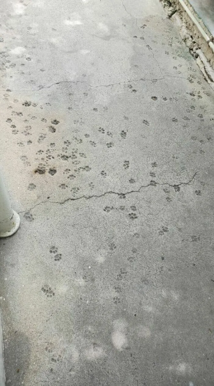 Estas huellas de patas en cemento tienen más de 100 años. Se encuentran en la casa de Ernest Hemingway en Key West, Florida.