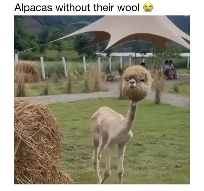 This Account Shares 50 Photos Of Animals Being Accidentally Hilarious