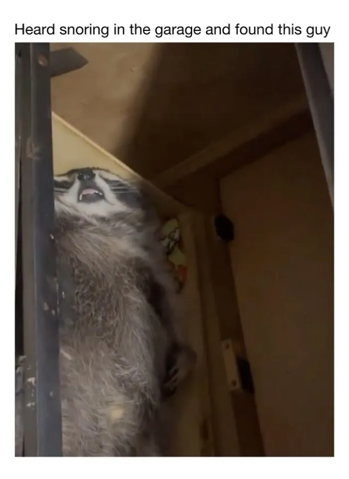 This Account Shares 50 Photos Of Animals Being Accidentally Hilarious