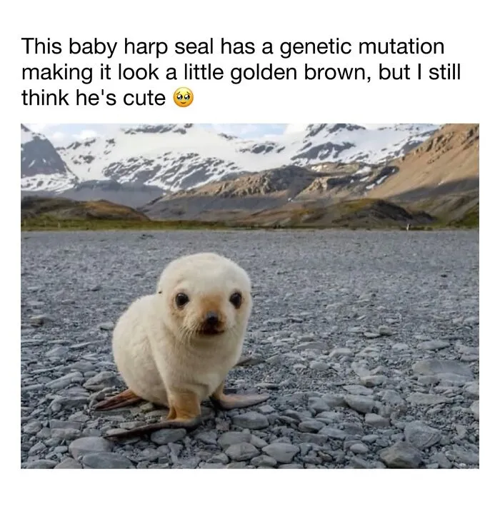 This Account Shares 50 Photos Of Animals Being Accidentally Hilarious