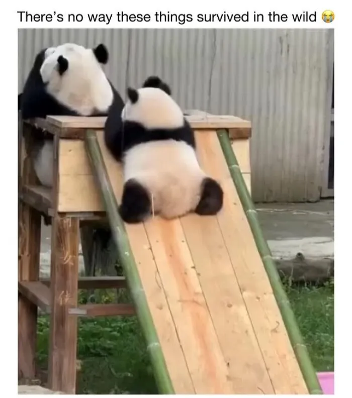 This Account Shares 50 Photos Of Animals Being Accidentally Hilarious