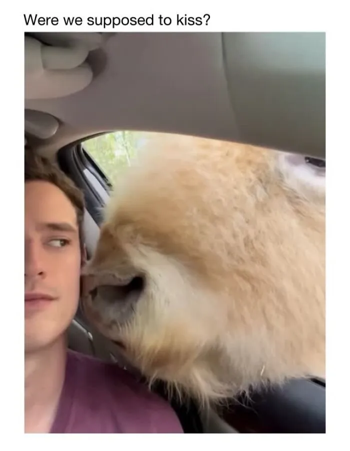 This Account Shares 50 Photos Of Animals Being Accidentally Hilarious