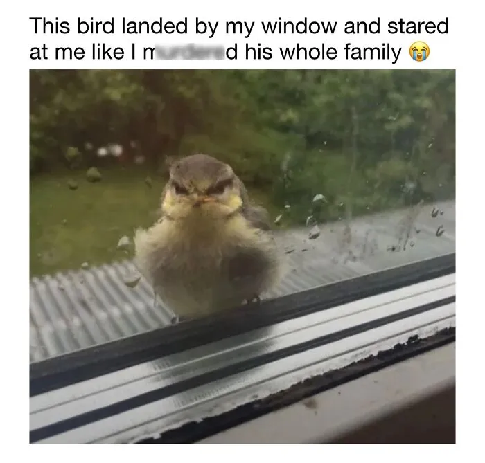 This Account Shares 50 Photos Of Animals Being Accidentally Hilarious