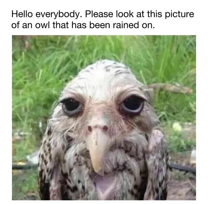 This Account Shares 50 Photos Of Animals Being Accidentally Hilarious