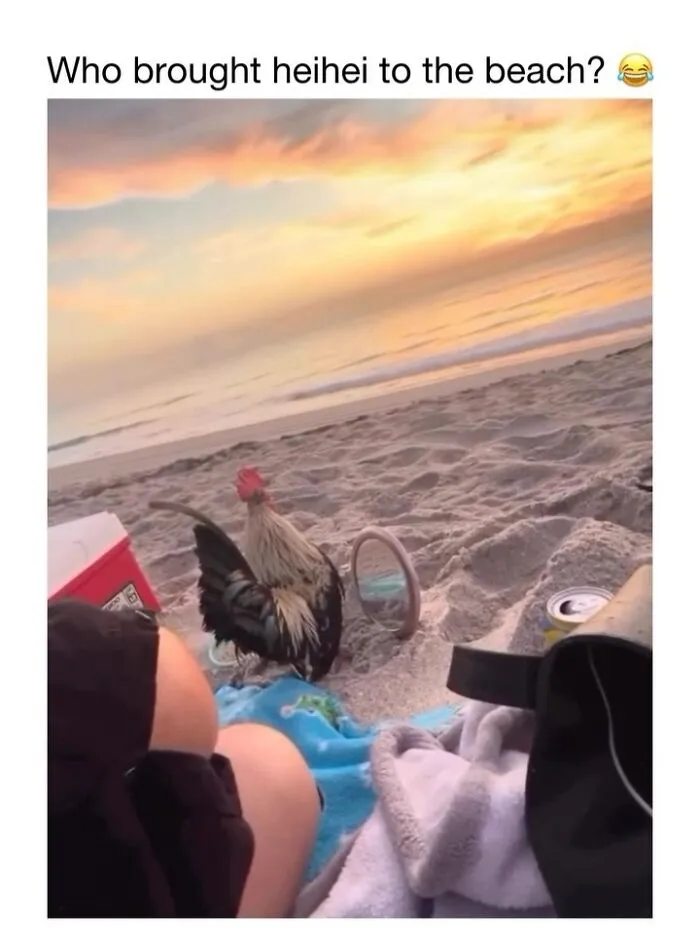 This Account Shares 50 Photos Of Animals Being Accidentally Hilarious