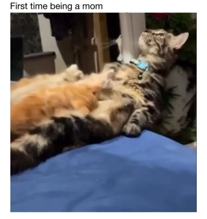 This Account Shares 50 Photos Of Animals Being Accidentally Hilarious