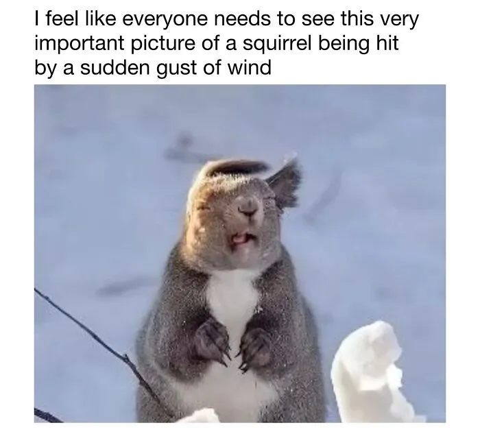 This Account Shares 50 Photos Of Animals Being Accidentally Hilarious