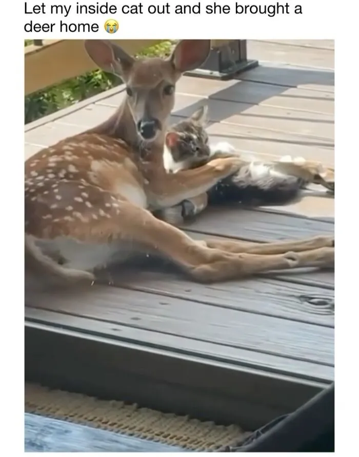 This Account Shares 50 Photos Of Animals Being Accidentally Hilarious