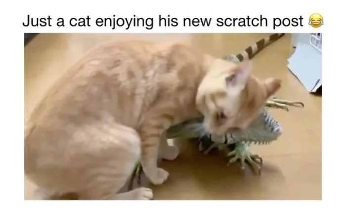 This Account Shares 50 Photos Of Animals Being Accidentally Hilarious