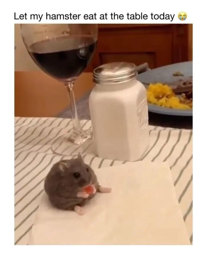 This Account Shares 50 Photos Of Animals Being Accidentally Hilarious