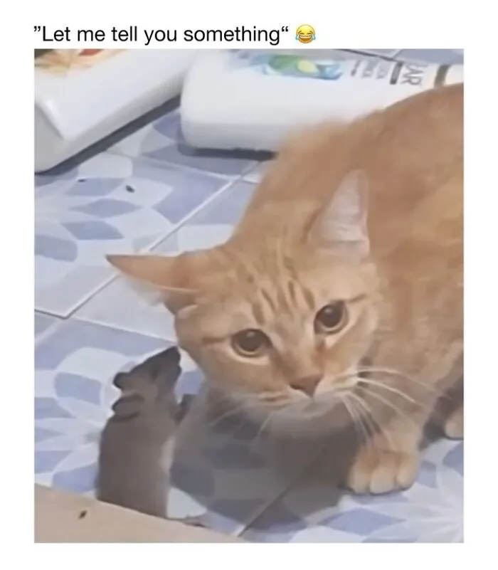 This Account Shares 50 Photos Of Animals Being Accidentally Hilarious