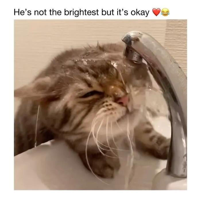This Account Shares 50 Photos Of Animals Being Accidentally Hilarious