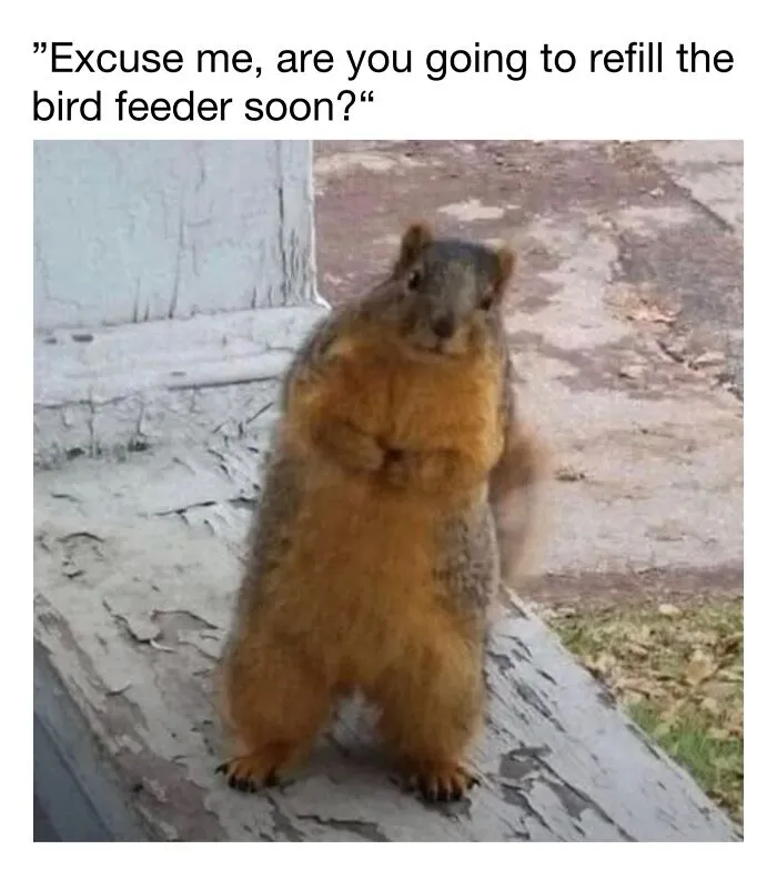 This Account Shares 50 Photos Of Animals Being Accidentally Hilarious