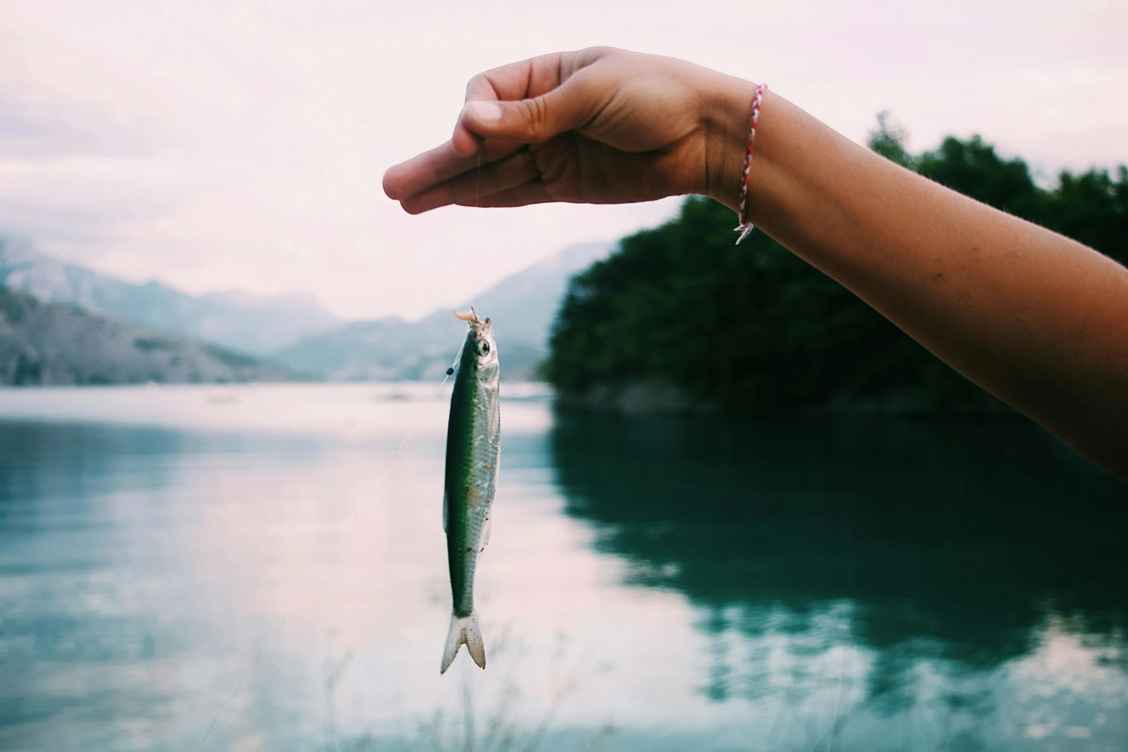 Hand holding a small fish caught by fishing line over a calm lake ecosystem during early morning.