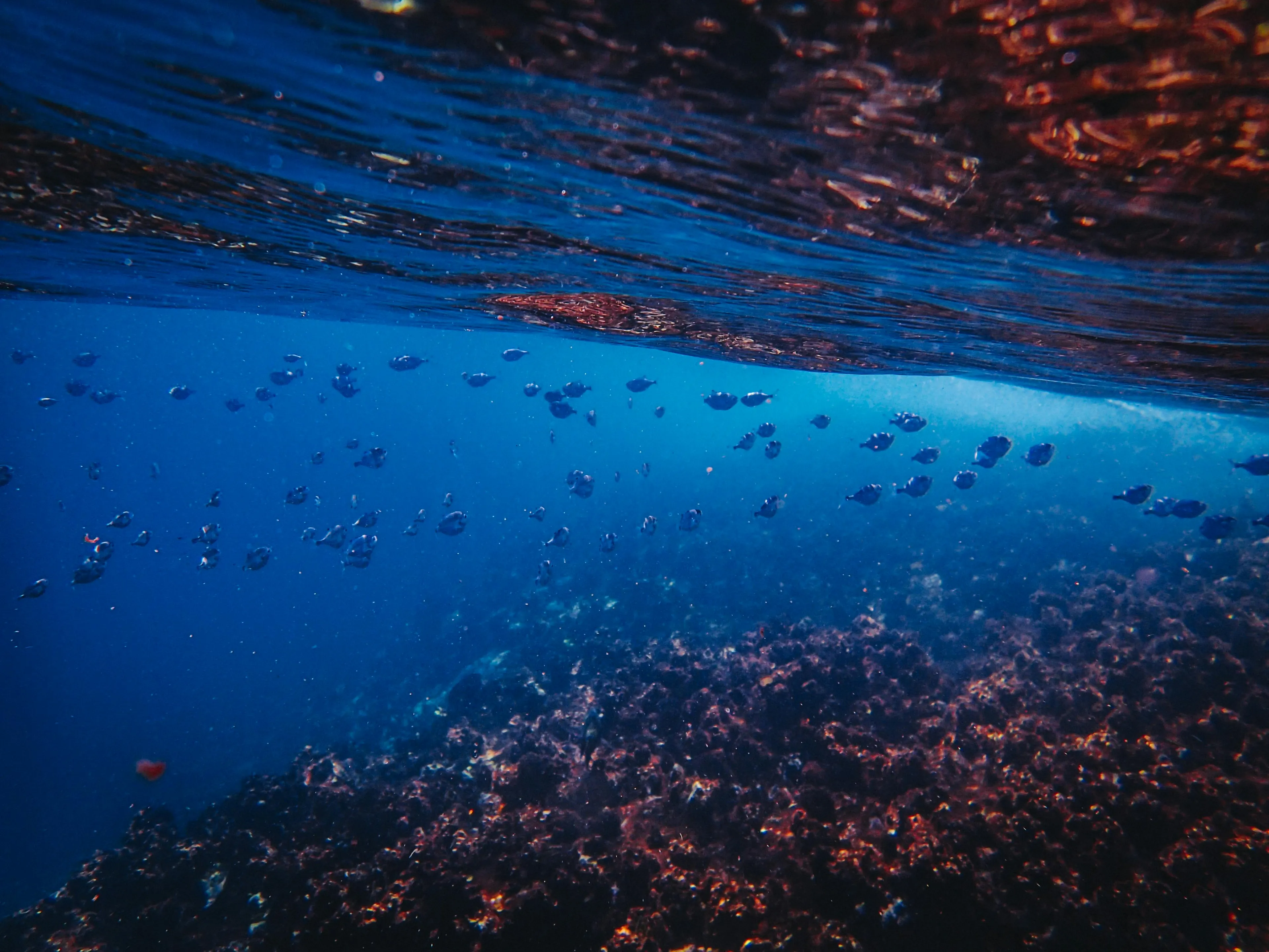 Underwater view showing bubbles rising, illustrating ocean water acidity affected by atmospheric carbon dioxide increase.