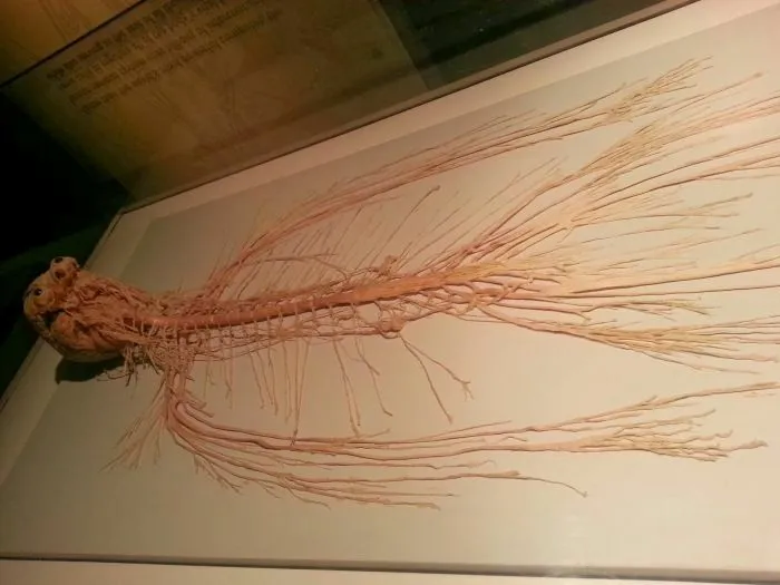 “Your Kidneys Are Selfish”: 59 Facts About The Human Body That Are Both Incredible And Horrifying