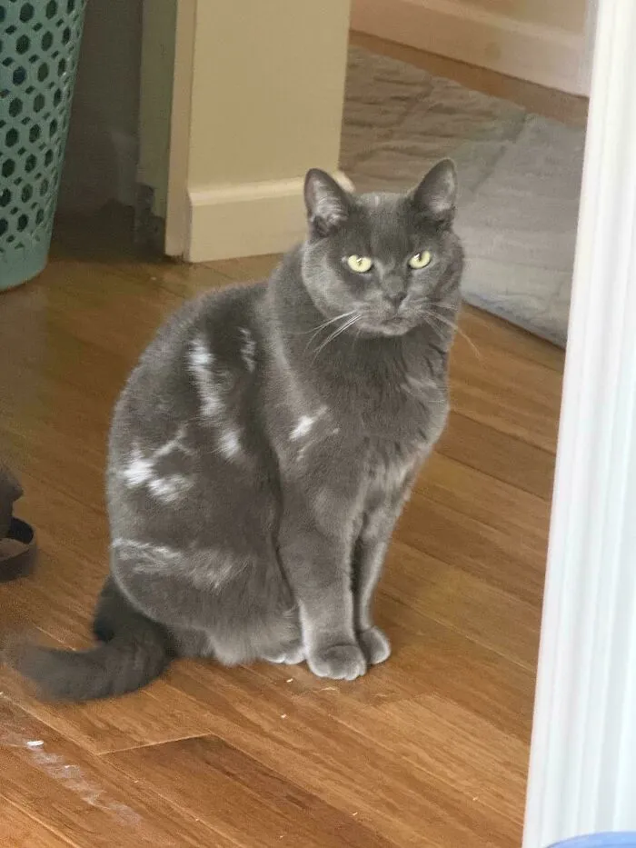 My Rescue Cat Has Deep Scars That Turned His Fur White