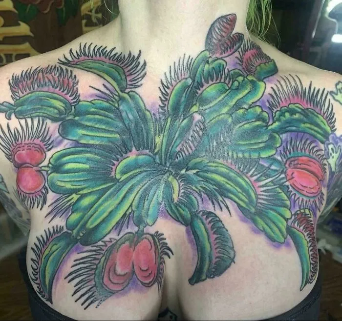 Venus atrapamoscas