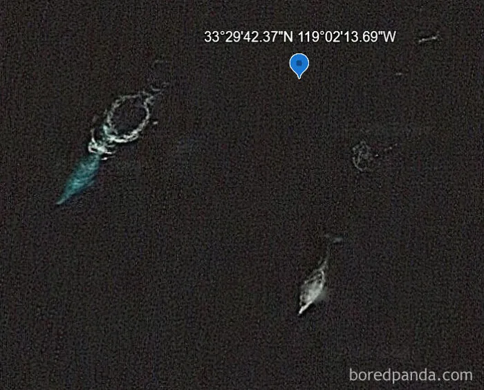 Google Earth Satellite Imagery Caught Two Whales Surfacing On Jan 5, 2015
