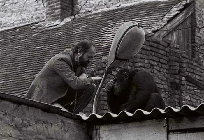 Negotiations Between The Zoo Director And Escaped Chimpanzee. Belgrade, 1988