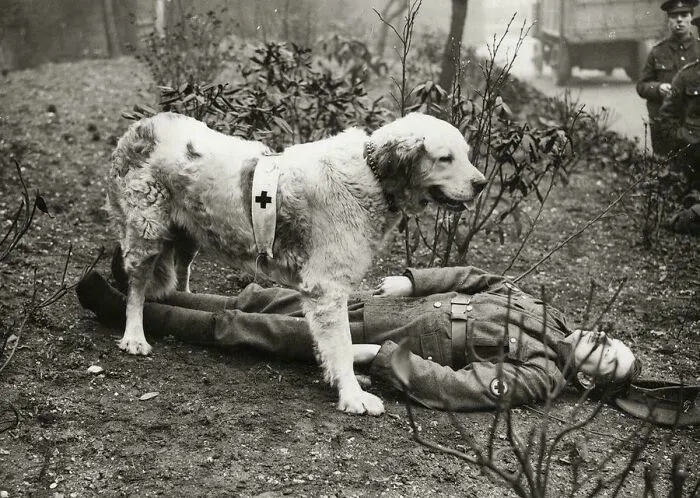 One Of 16 Million "Mercy Dogs" Training To Recover Injured Soldiers,1917
