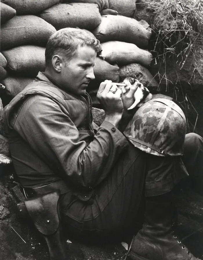 Korean War Marine With His Kitten
