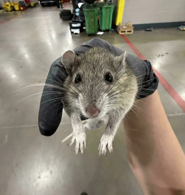 Found This Fat Little Guy Today!