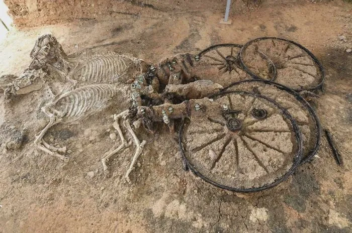 Un carro tracio de 2000 años de antigüedad con esqueletos de caballos.