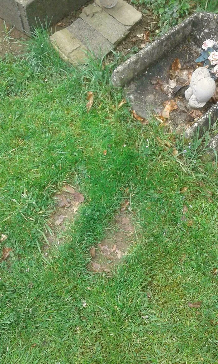 My Sister Spends So Much Time In Front Of Our Dog's Grave That Her Footprints Are Imprinted On The Grass