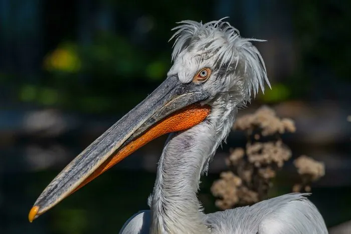 Dalmatian Pelican