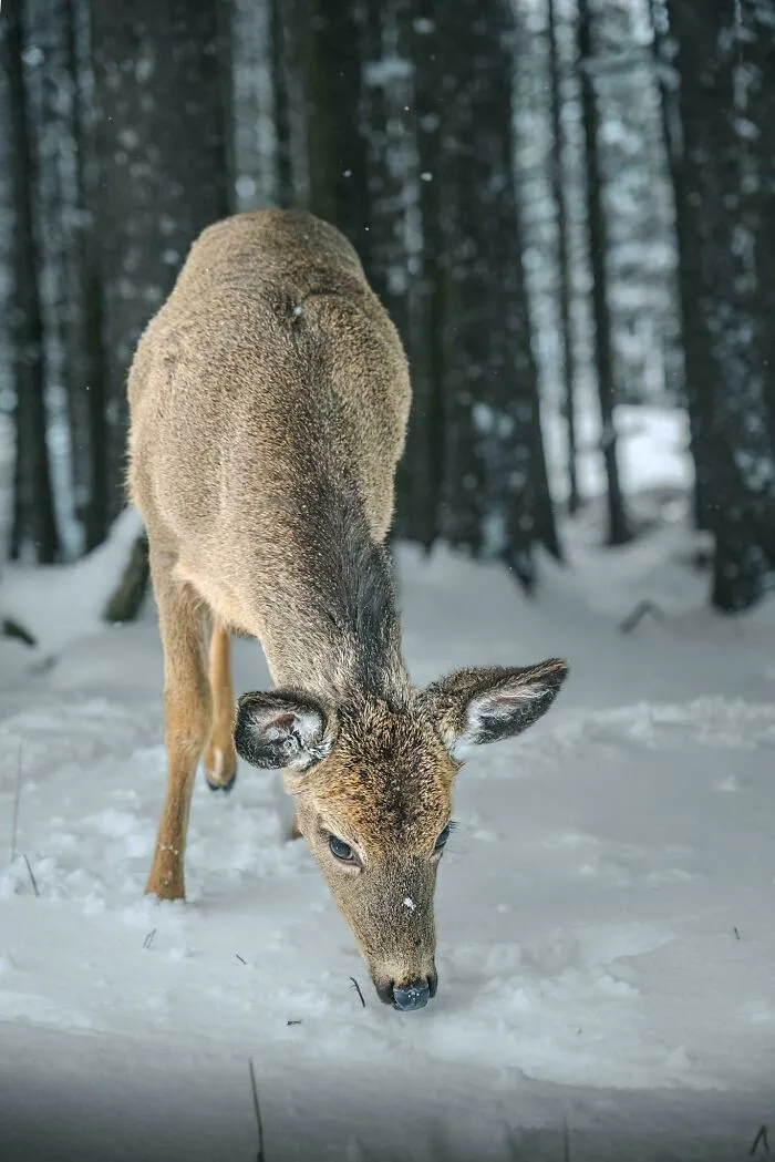 White-Tailed Deer At Snowshoe Mountain, WV