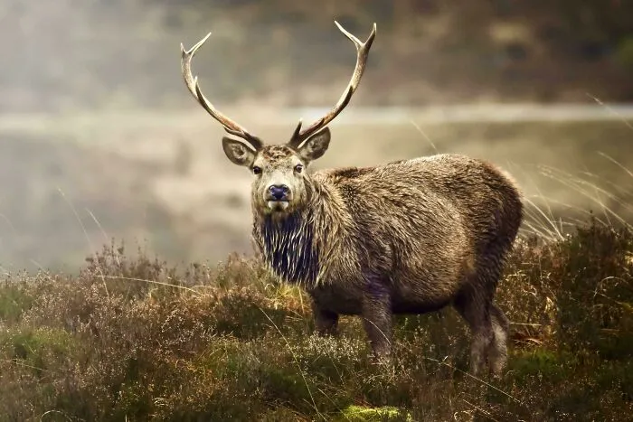 Red Deer, Glencoe, Scotland