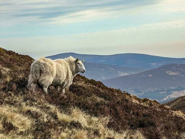 Irish Sheep Taking In The Views, Wicklow, Ireland
