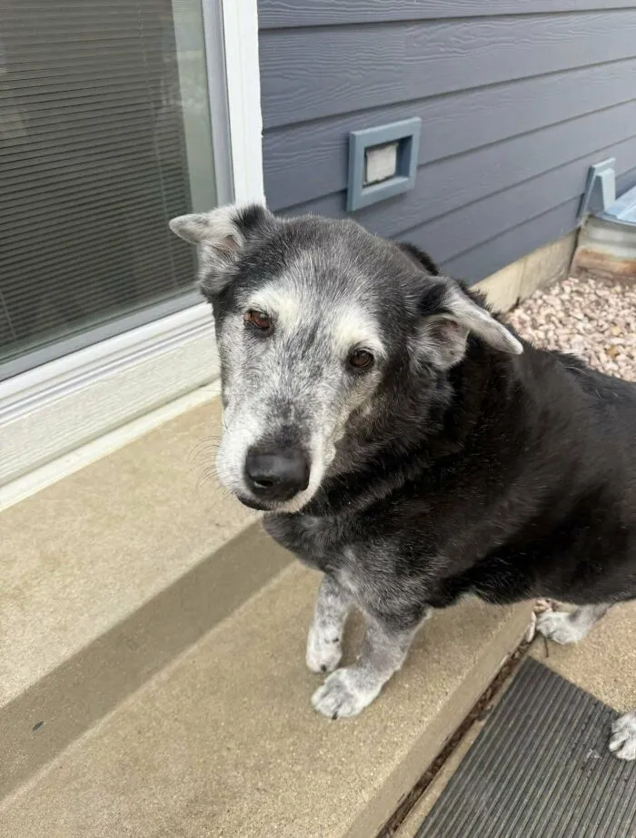 Wholesome animal pics feature a sweet senior dog with graying fur looking at the camera outdoors