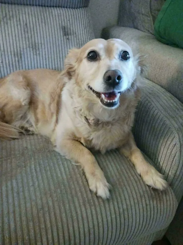 Happy smiling golden dog relaxing on an armchair in wholesome animal pics
