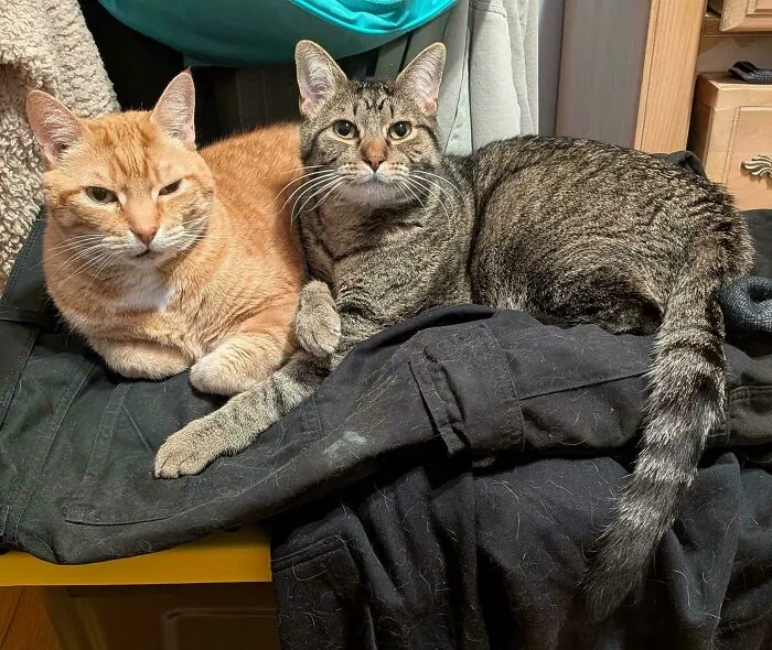 Orange tabby and brown tabby lying together cozy in wholesome animal pics