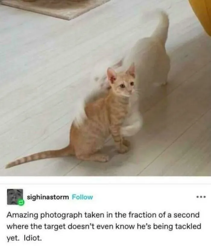 Hilarious Tumblr post featuring a photo of an orange kitten being tackled by a white cat.