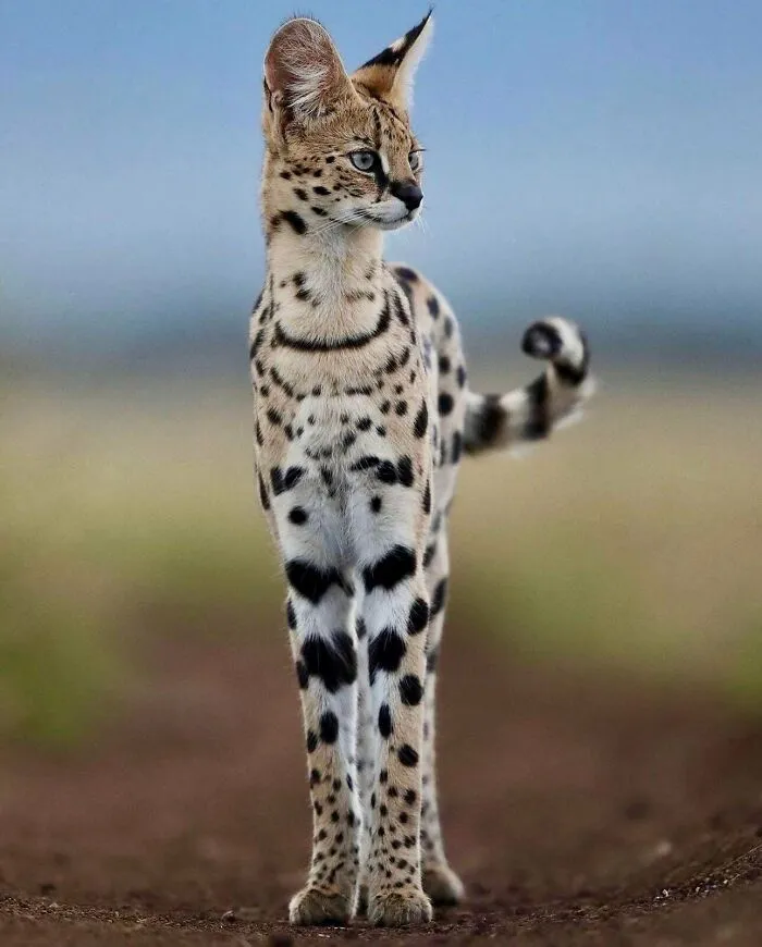 🔥 Leg Goals: Servals Are The Supermodels Of The Animal Kingdom