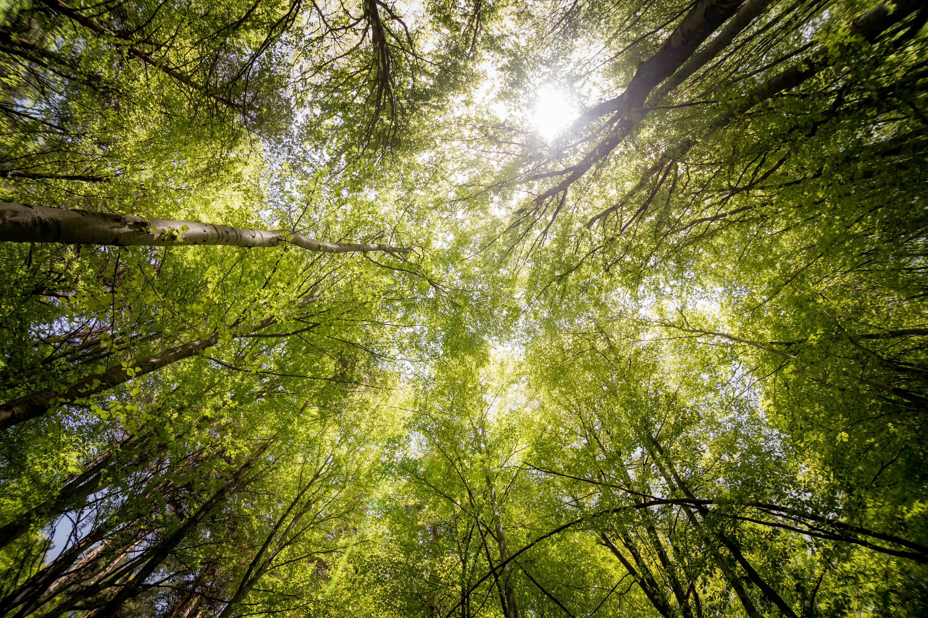 Sunlight filtering through green tree canopy in forest, illustrating atmospheric greenhouse gases impact on Earth's climate.