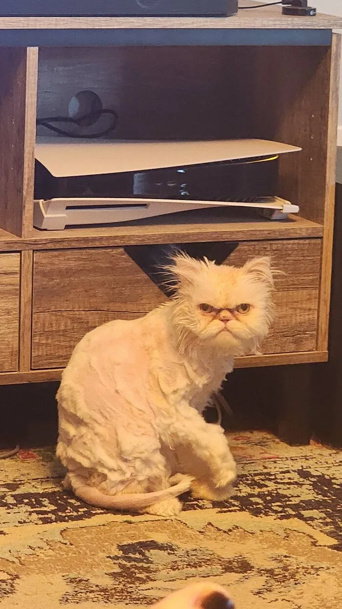 Este es Coco. Lo expulsaron de tres peluquerías de mascotas por agresividad. Ahora está bajo arresto domiciliario (tengo que cortarle el pelo yo mismo).