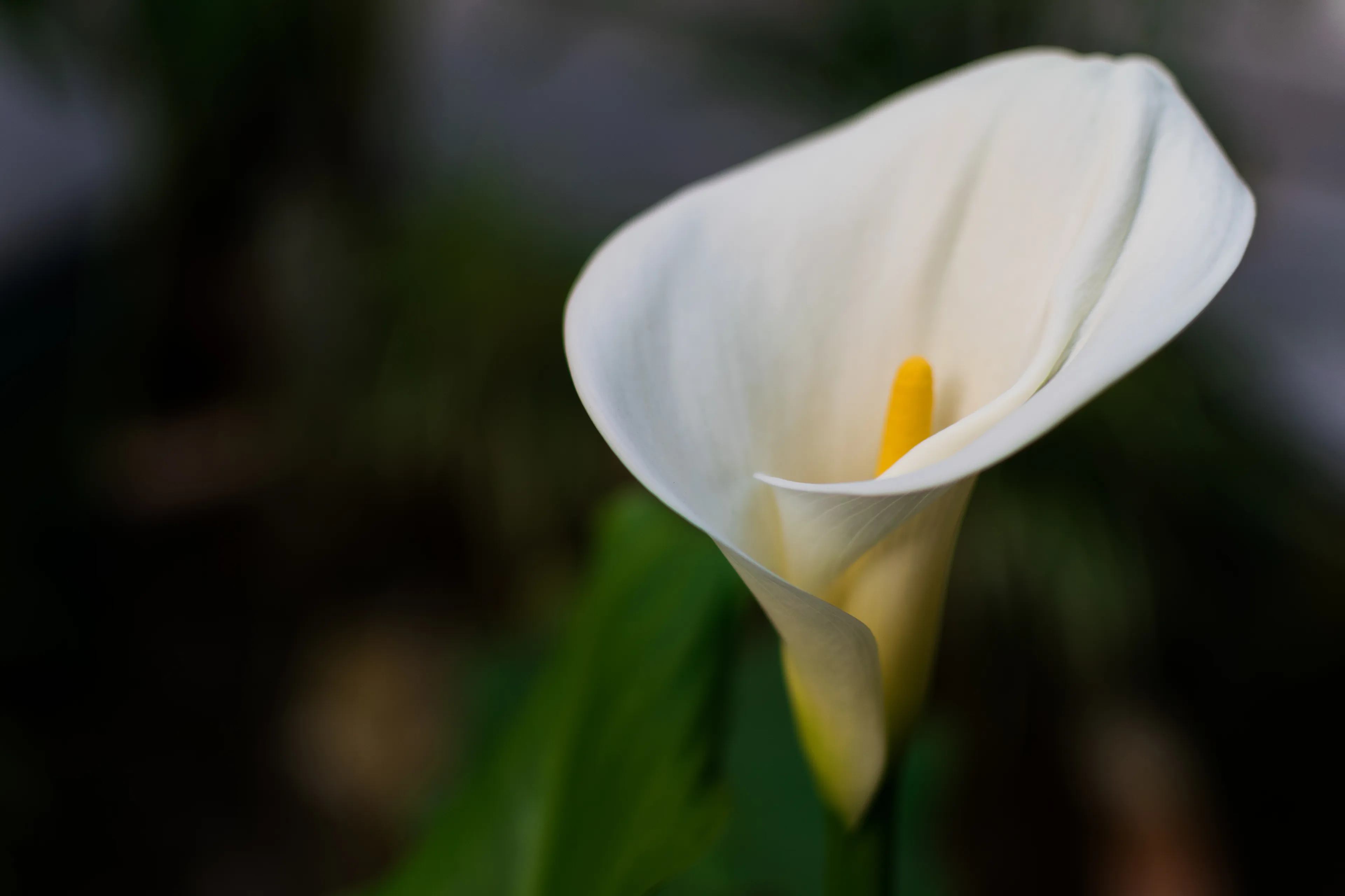 Close-up of a white peace lily flower with green leaves, perfect plant choice for your workspace environment.