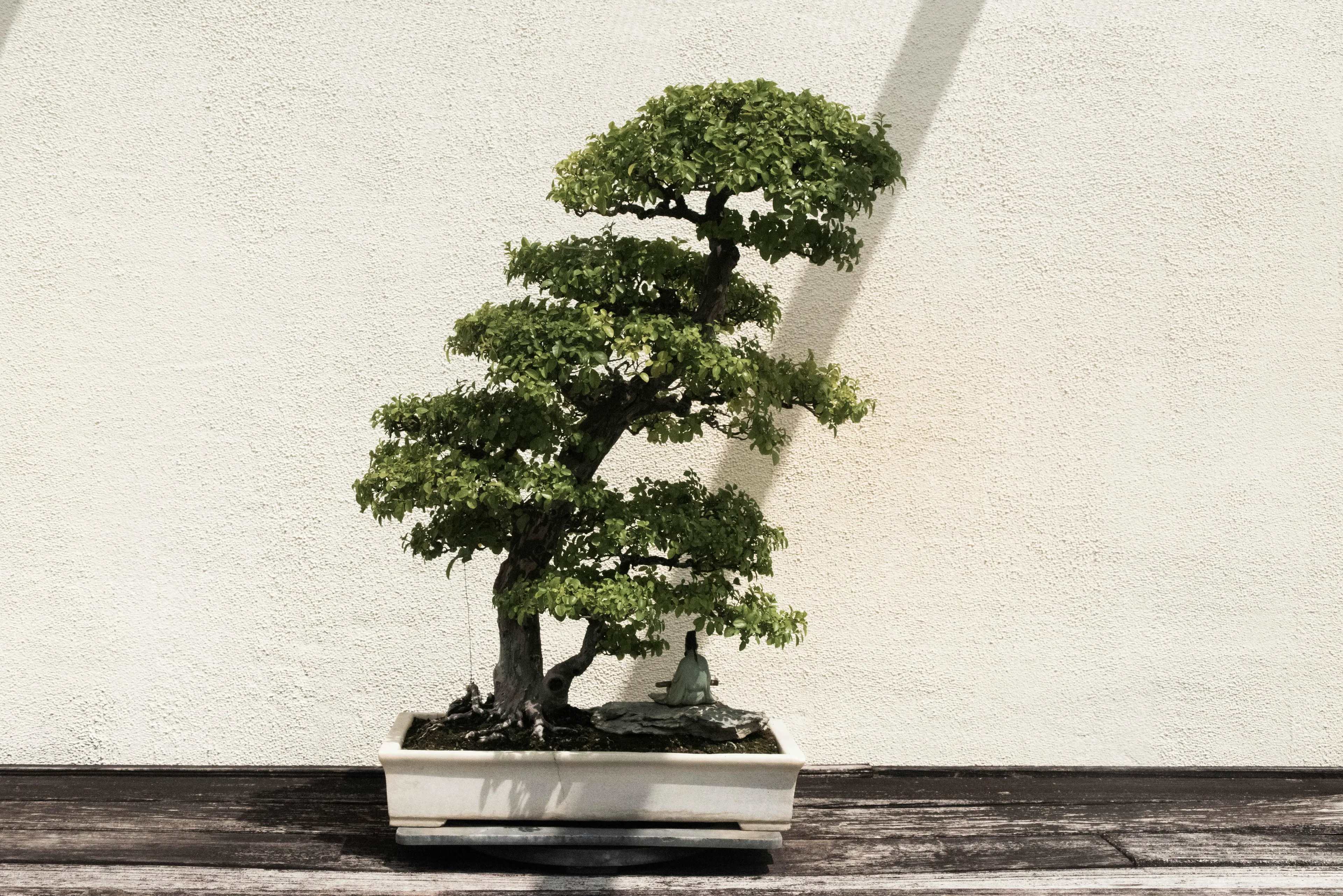 Bonsai tree in a white rectangular pot placed on wooden surface against a plain wall in natural light.