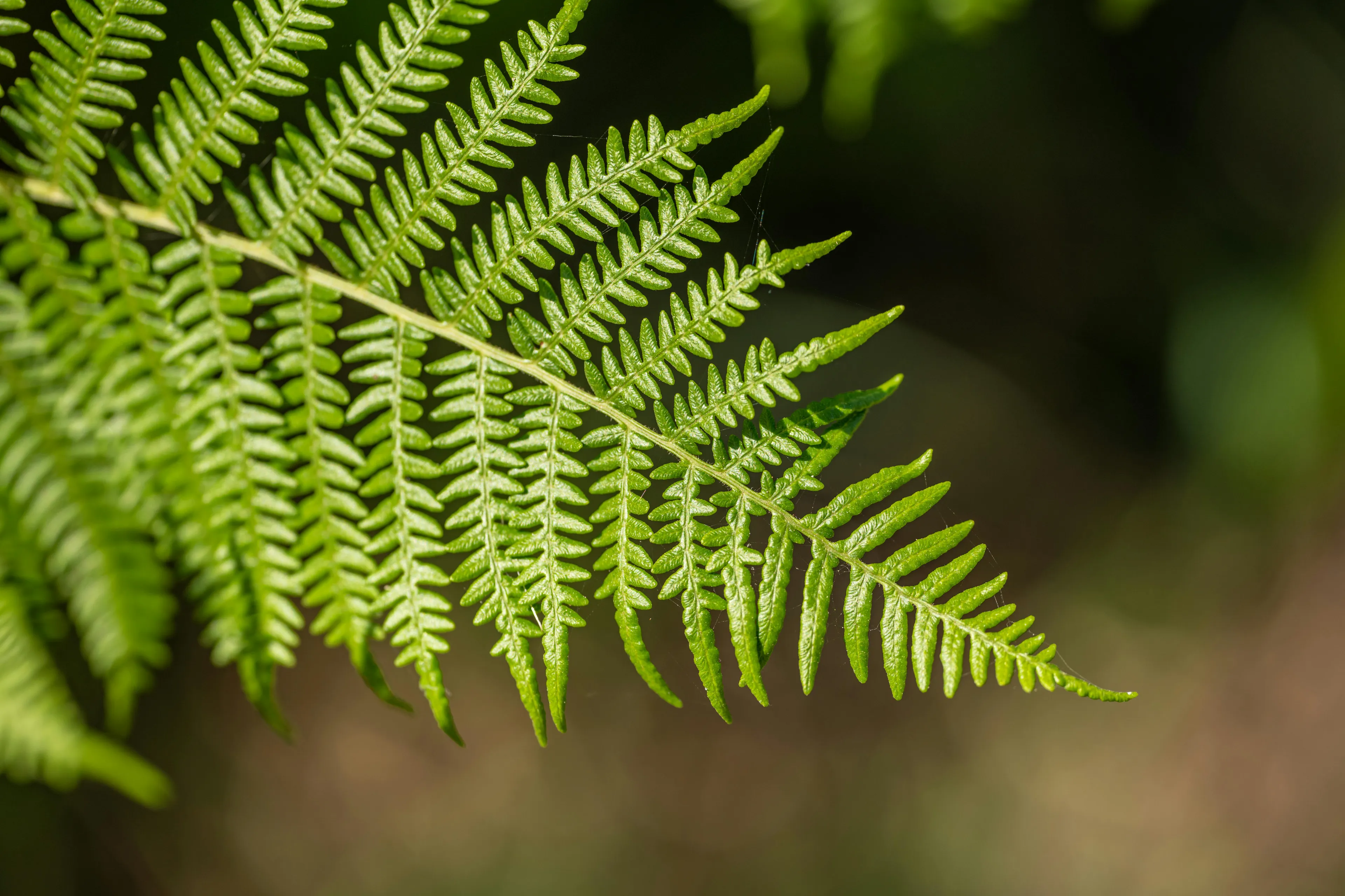 Close-up of a vibrant green fern leaf with detailed fronds, ideal as a plant for your workspace decor.