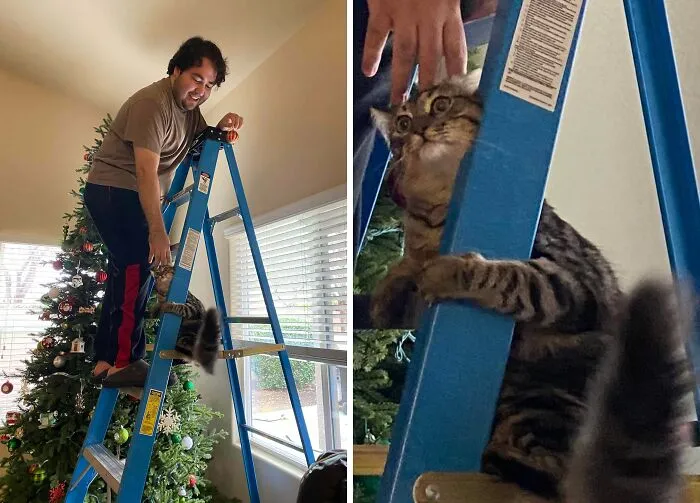 Mi gato de interior experimentó por primera vez las alturas y se arrepintió al instante 😂