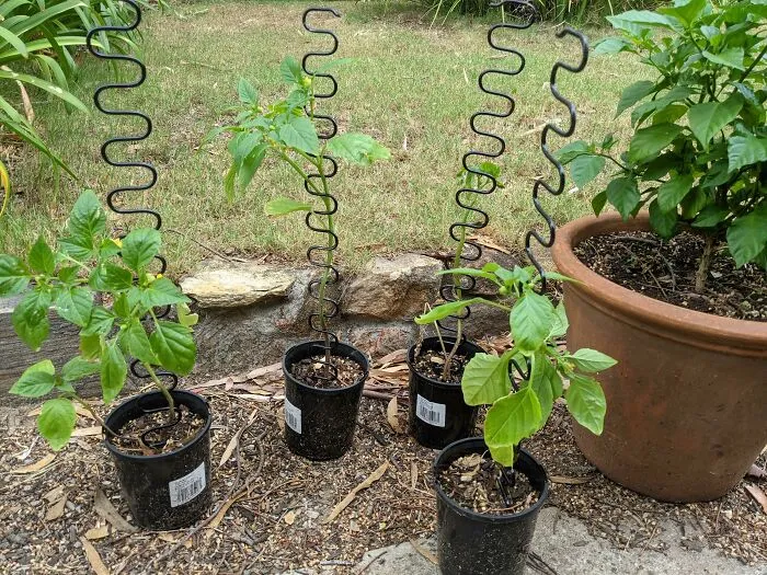 Parece que los viejos muelles de sofá son excelentes para que trepen las plantas.