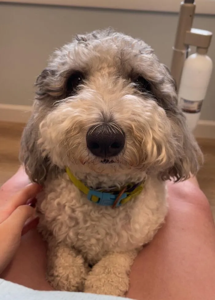 En mi consultorio dental hay un perro de terapia que te acompañará si te sientes nervioso.
