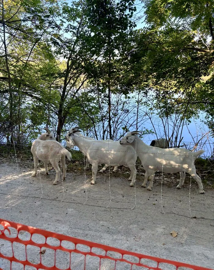 La ciudad está utilizando cabras para limpiar la maleza en un parque cercano a mi casa.