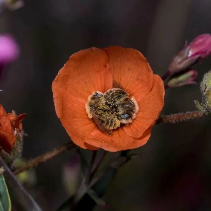 🔥 Two Bees Sleeping In A Flower